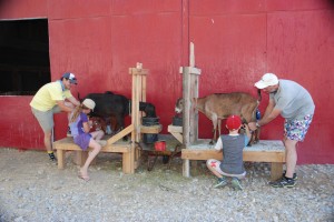 milking a goat