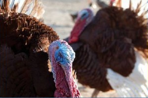 bourbon red turkey