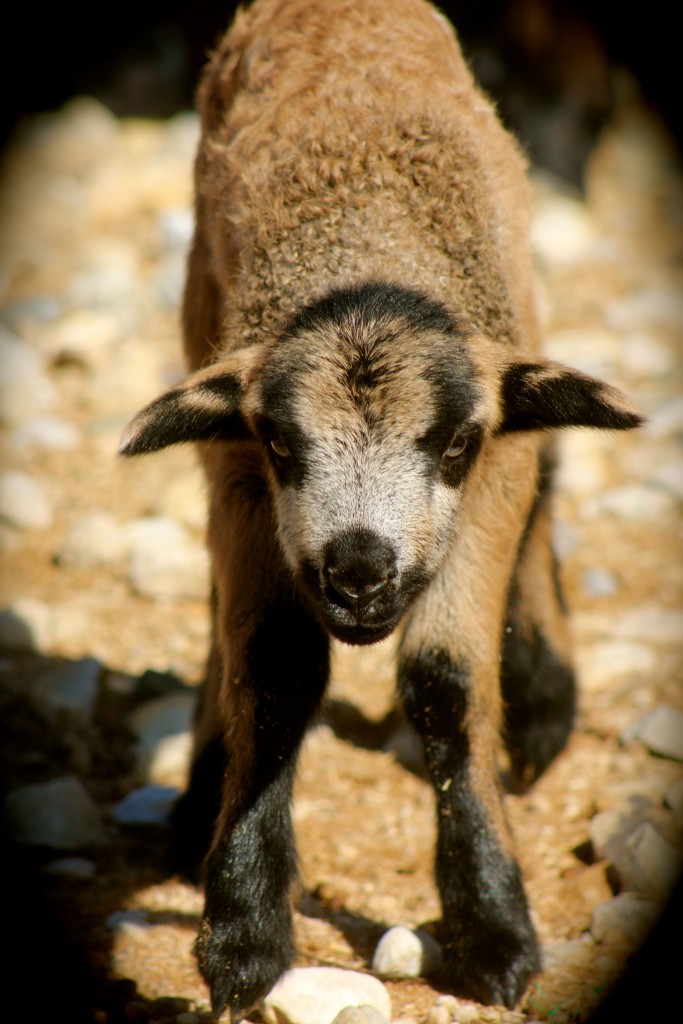 Navajo churro sheep lamb for sale Flip Flop Ranch