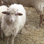 Breeds of sheep: Our Experience with Navajo Churro Sheep