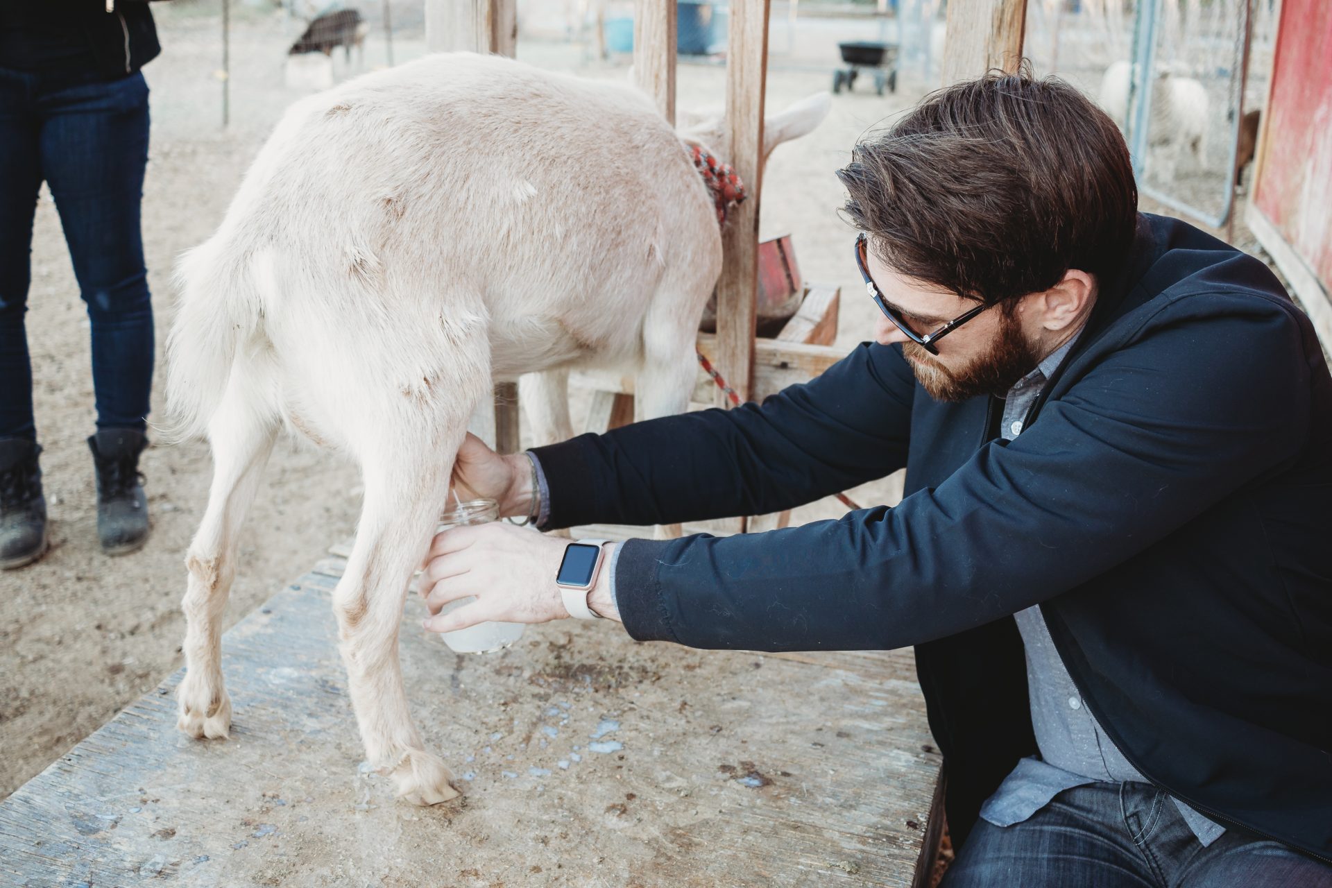 good looking man milking a goat
