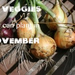 Fall Vegetables: 25 Veggies You Can Plant in November