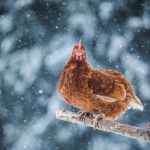 How to feed chickens in the winter: 3 foods that will keep them warm