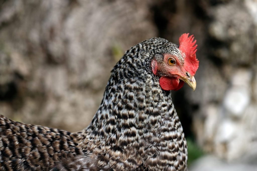 beautiful barred Plymouth Rock hen chicken