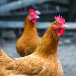 How long do chickens live? The Chicken Lifespan