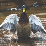 What do ducks eat? The ultimate guide to feeding your duck
